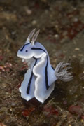 nudibranchs